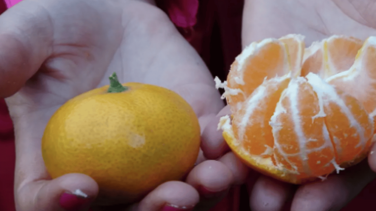 Foto - Türkiye'de çılgınlar gibi limon, mandalina, portakal almaya başladılar! Karadeniz'de fındığa artık alternatif oluyor