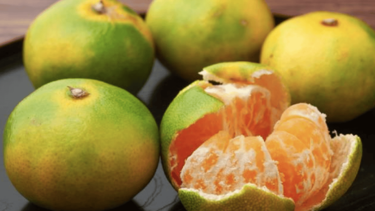 Foto - Türkiye'de çılgınlar gibi limon, mandalina, portakal almaya başladılar! Karadeniz'de fındığa artık alternatif oluyor