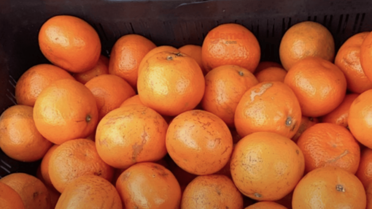 Foto - Türkiye'de çılgınlar gibi limon, mandalina, portakal almaya başladılar! Karadeniz'de fındığa artık alternatif oluyor