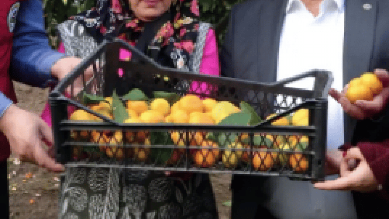 Foto - Türkiye'de çılgınlar gibi limon, mandalina, portakal almaya başladılar! Karadeniz'de fındığa artık alternatif oluyor
