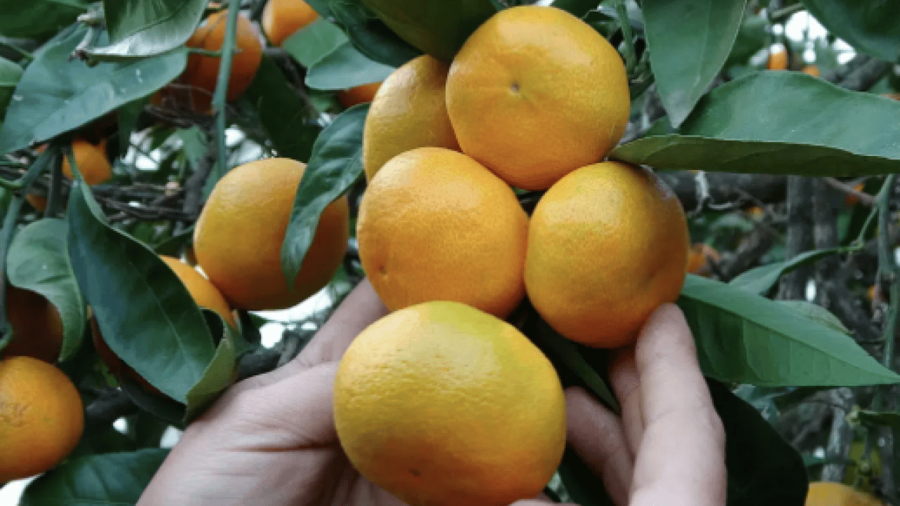 Foto - Türkiye'de çılgınlar gibi limon, mandalina, portakal almaya başladılar! Karadeniz'de fındığa artık alternatif oluyor
