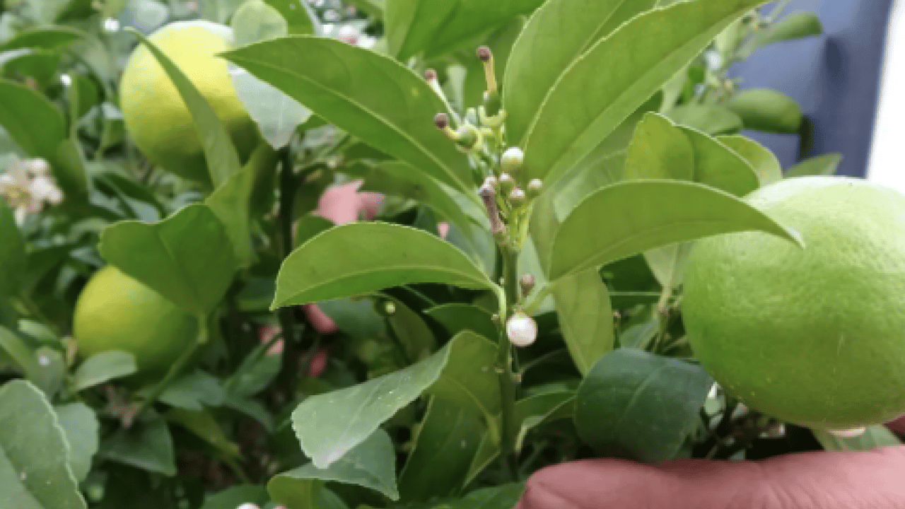 Foto - Türkiye'de çılgınlar gibi limon, mandalina, portakal almaya başladılar! Karadeniz'de fındığa artık alternatif oluyor