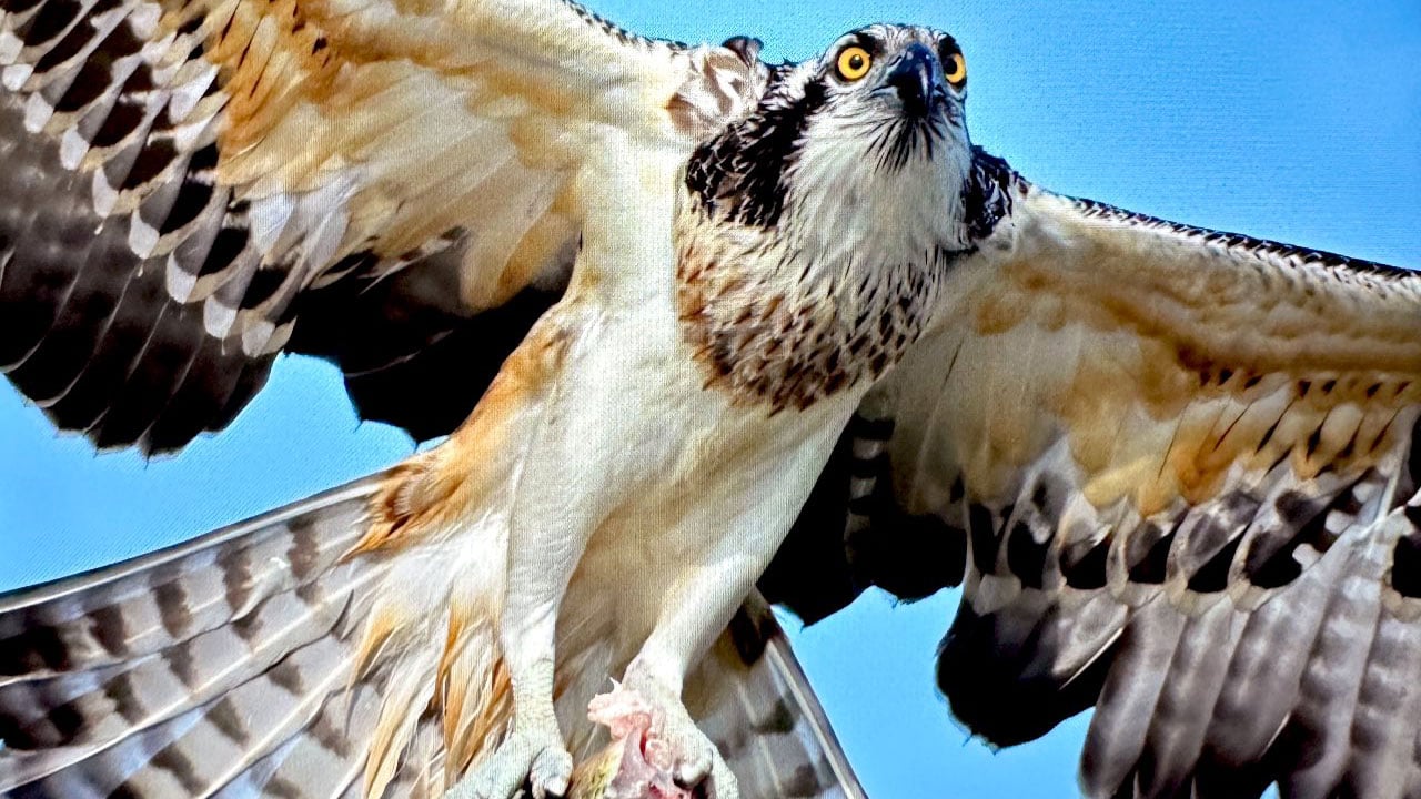 Türkiye’de ender rastlanıyor! Suda avlanan tek kartal türü görüntülendi