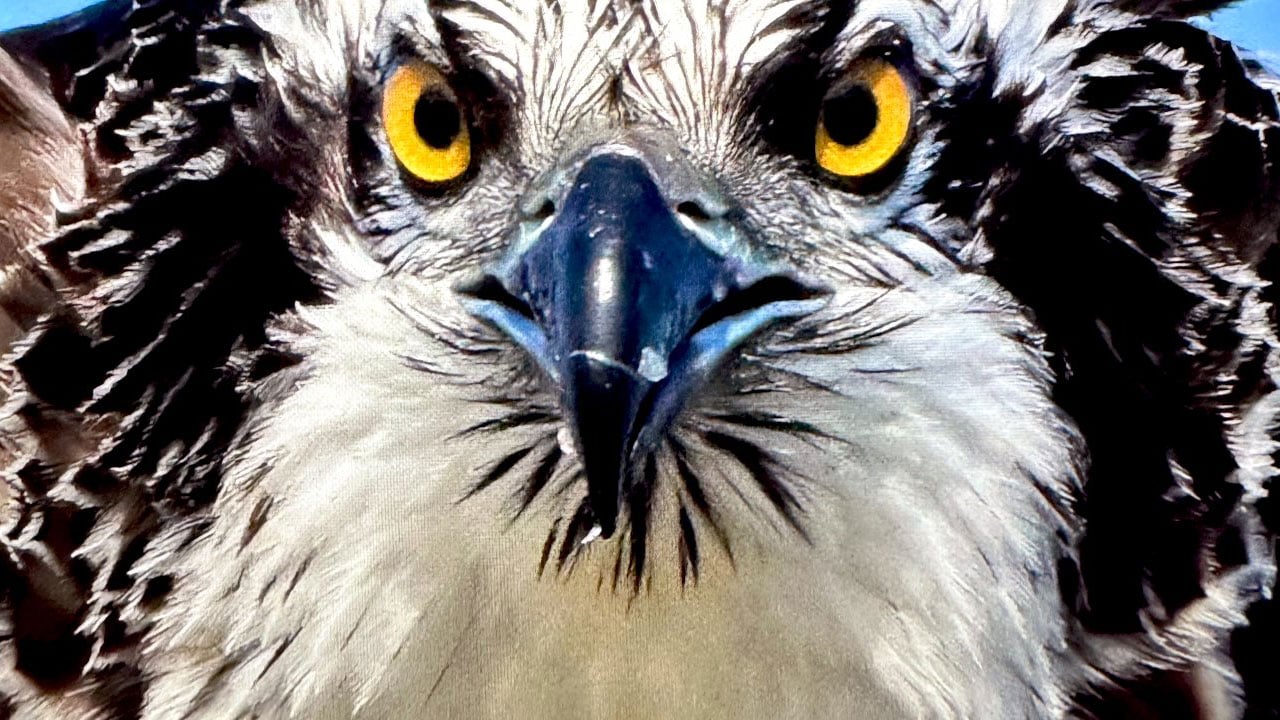 Foto - Türkiye’de ender rastlanıyor! Suda avlanan tek kartal türü görüntülendi