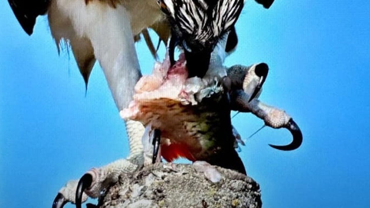 Foto - Türkiye’de ender rastlanıyor! Suda avlanan tek kartal türü görüntülendi
