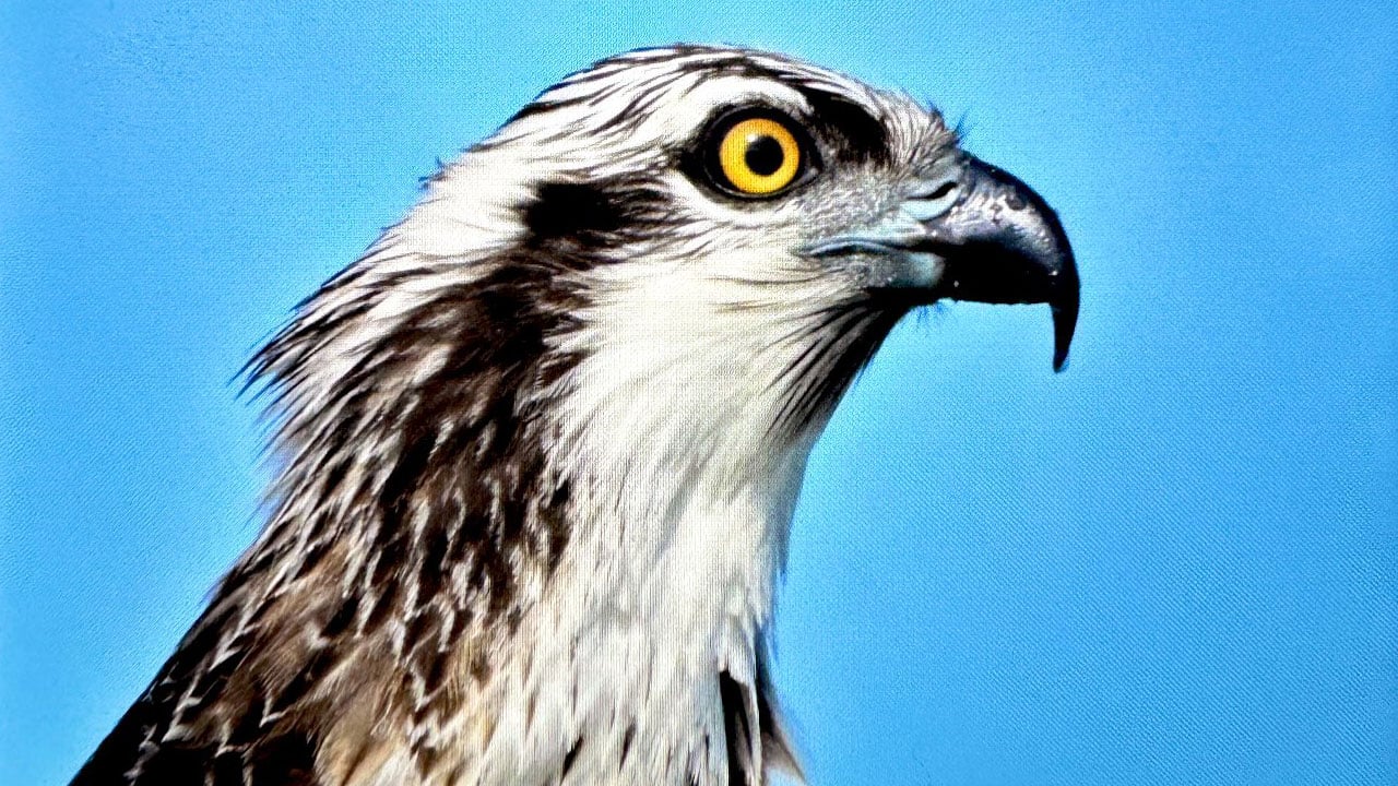 Foto - Türkiye’de ender rastlanıyor! Suda avlanan tek kartal türü görüntülendi