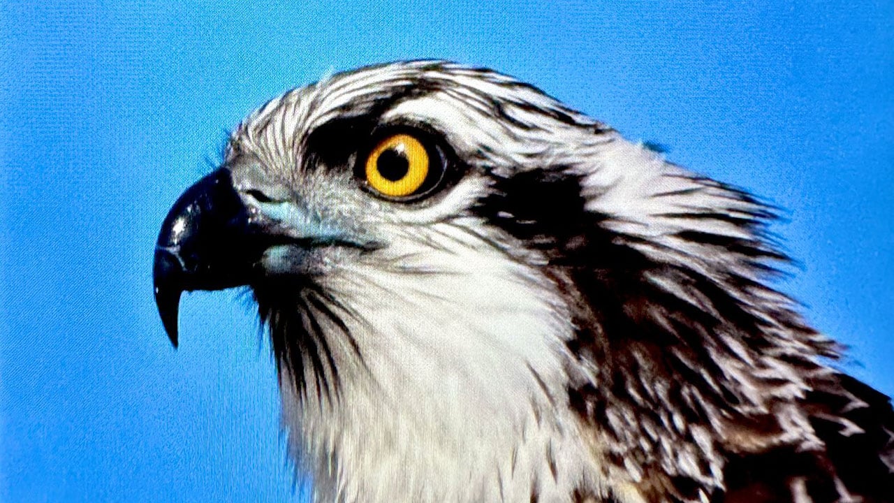 Foto - Türkiye’de ender rastlanıyor! Suda avlanan tek kartal türü görüntülendi