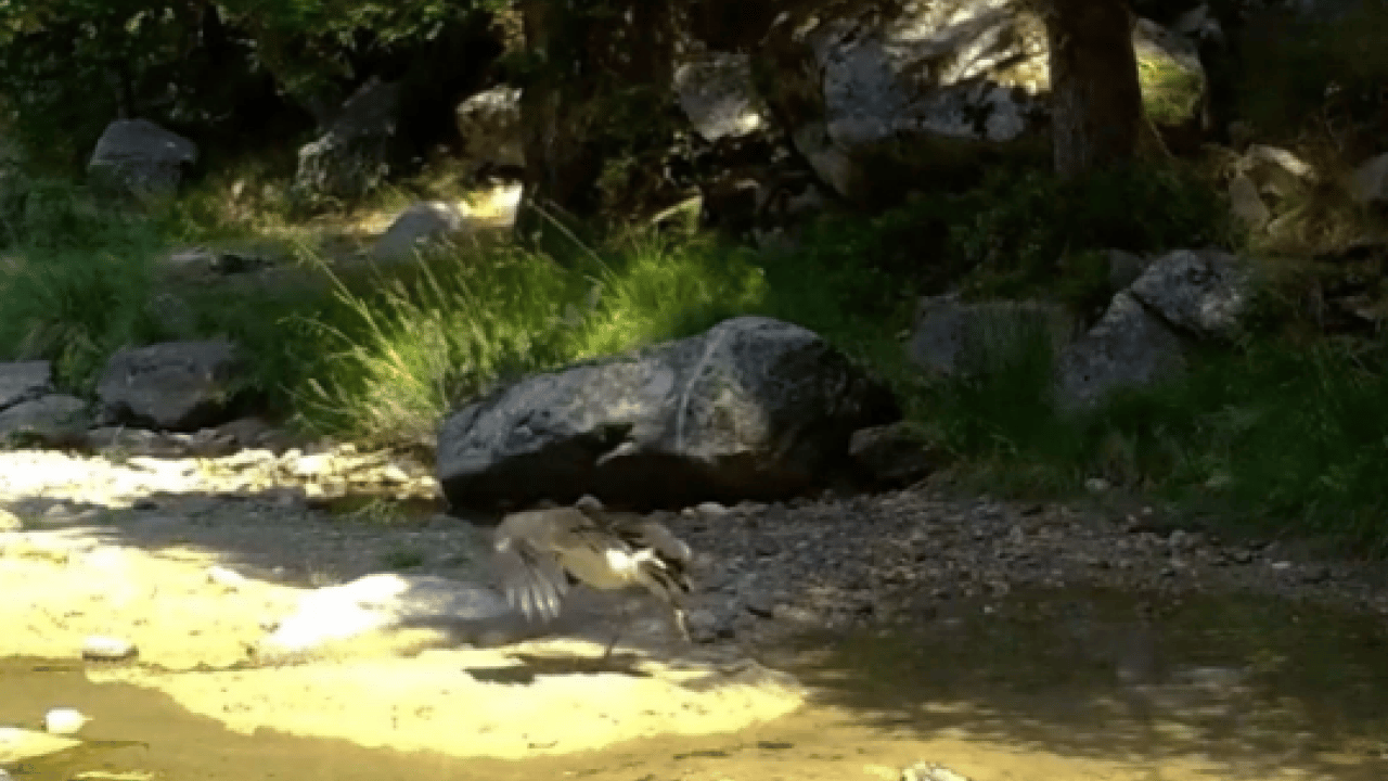 Foto - Türkiye’de nadir rastlanıyor! ‘Zerafetin en koyu hali'