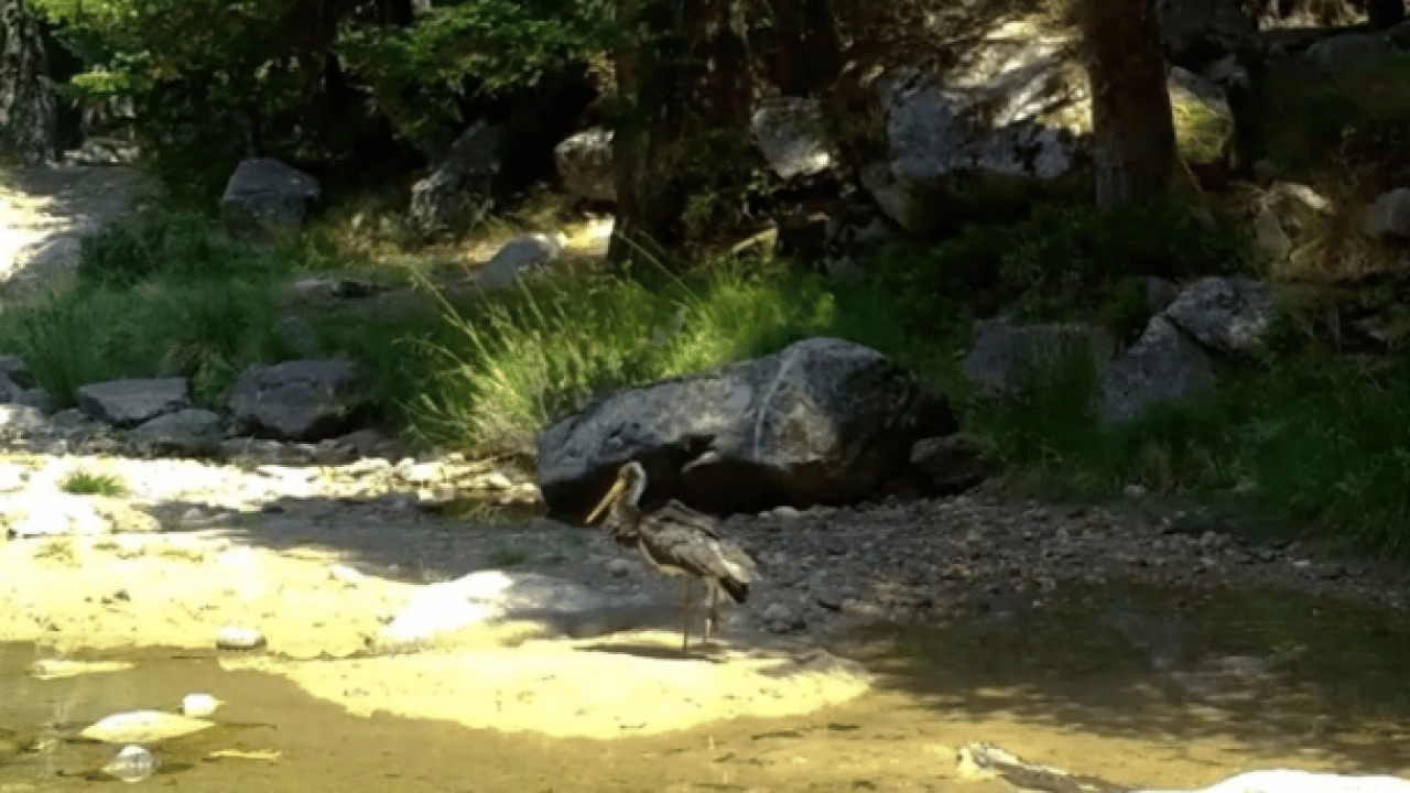 Foto - Türkiye’de nadir rastlanıyor! ‘Zerafetin en koyu hali'