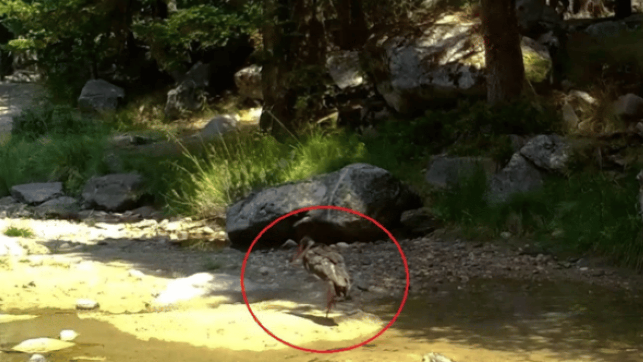 Foto - Türkiye’de nadir rastlanıyor! ‘Zerafetin en koyu hali'