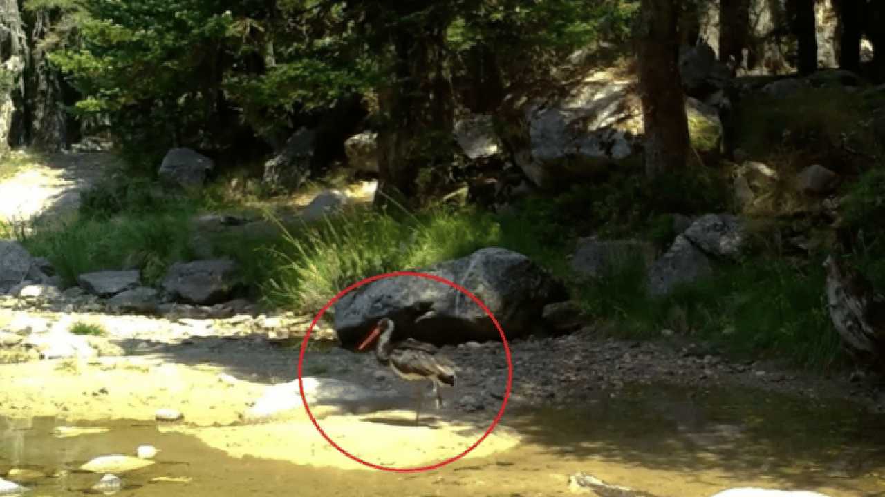 Türkiye’de nadir rastlanıyor! ‘Zerafetin en koyu hali'