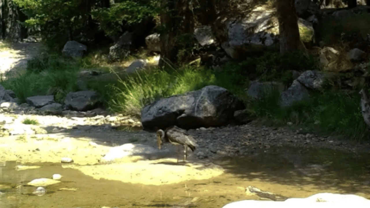 Foto - Türkiye’de nadir rastlanıyor! ‘Zerafetin en koyu hali'