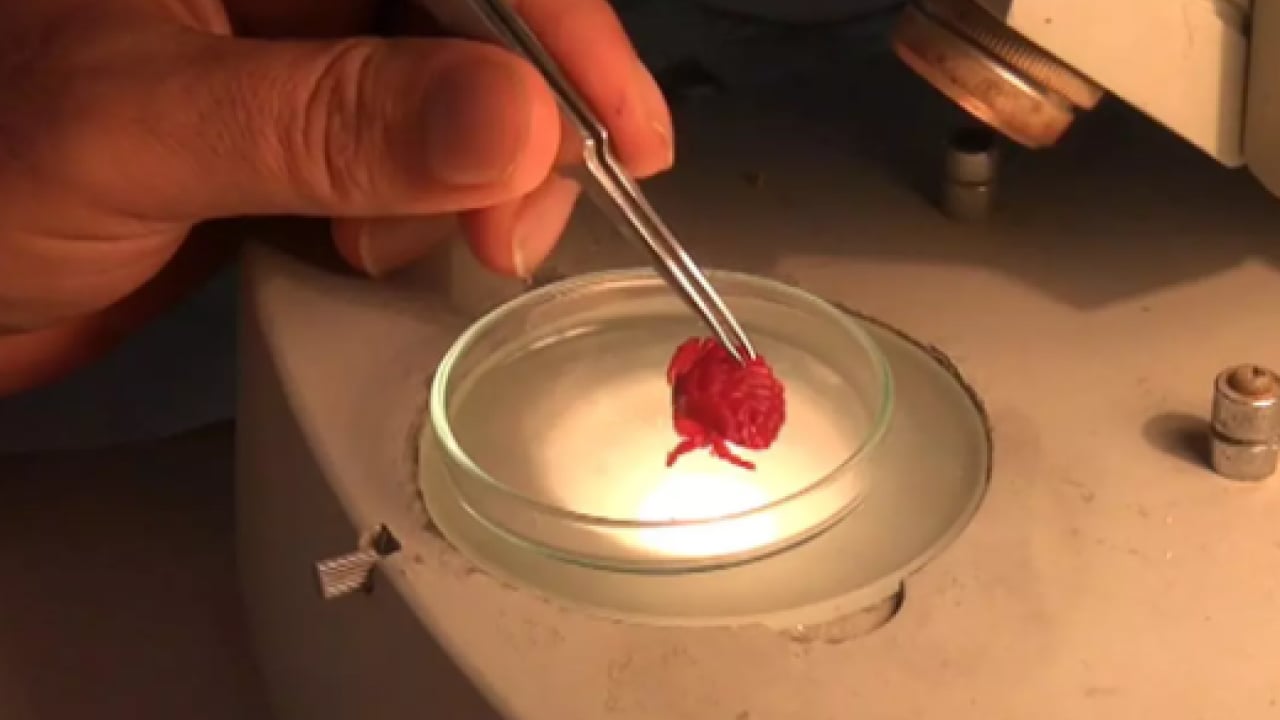 Foto - Türkiye'de ilk kez görüldü: Kırmızımsı mor renkte!