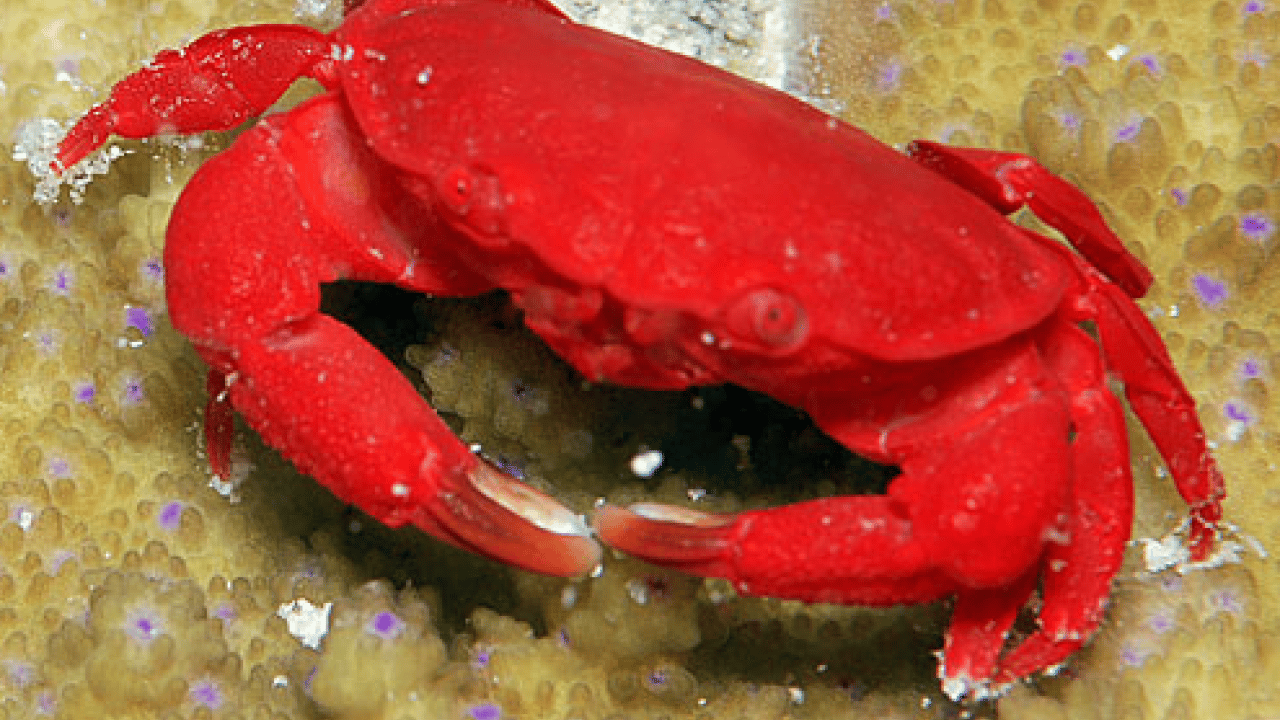 Foto - Türkiye'de ilk kez görüldü: Kırmızımsı mor renkte!