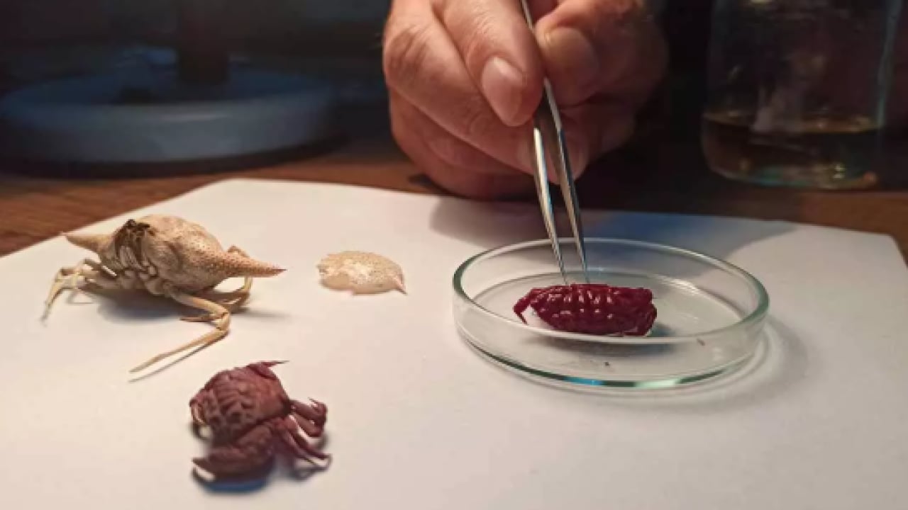 Foto - Türkiye'de ilk kez görüldü: Kırmızımsı mor renkte!