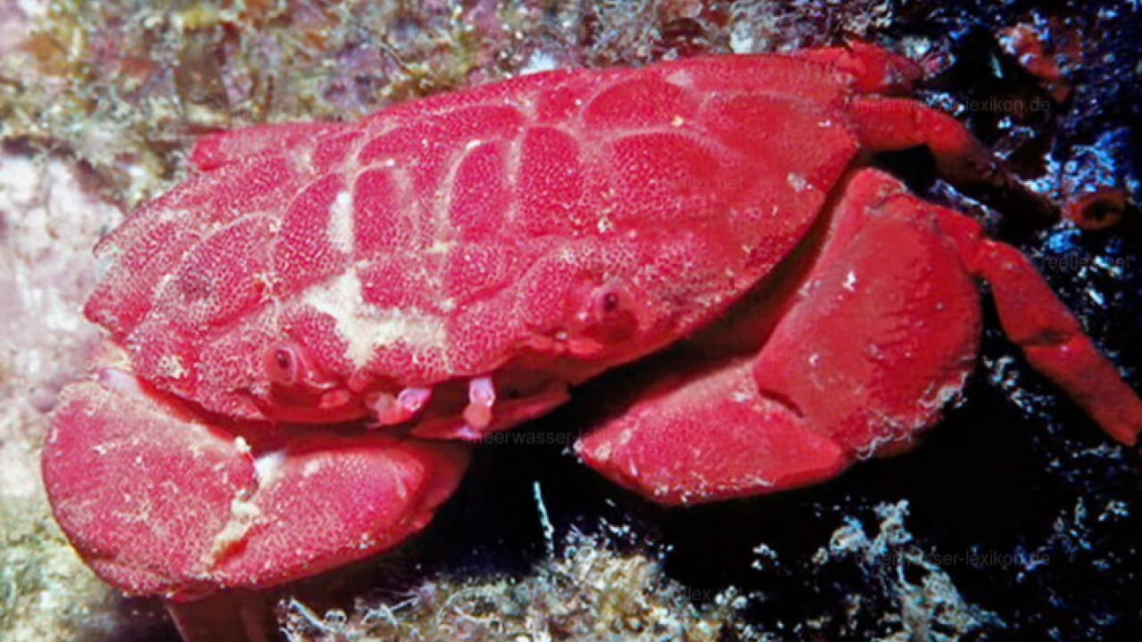 Foto - Türkiye'de ilk kez görüldü: Kırmızımsı mor renkte!
