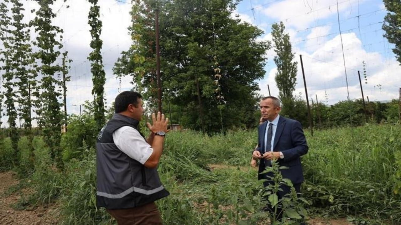 Foto - Türkiye’de tarlada bırakıp çöpe atıyoruz ama Avrupa’da kilosu 53 bin TL’den kapış kapış gidiyor: Mübarek adeta yeşil altın