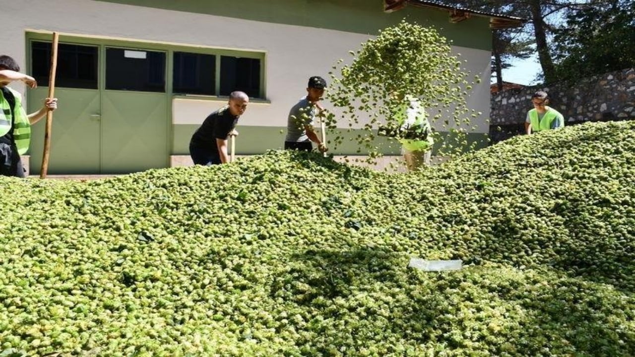 Foto - Türkiye’de tarlada bırakıp çöpe atıyoruz ama Avrupa’da kilosu 53 bin TL’den kapış kapış gidiyor: Mübarek adeta yeşil altın