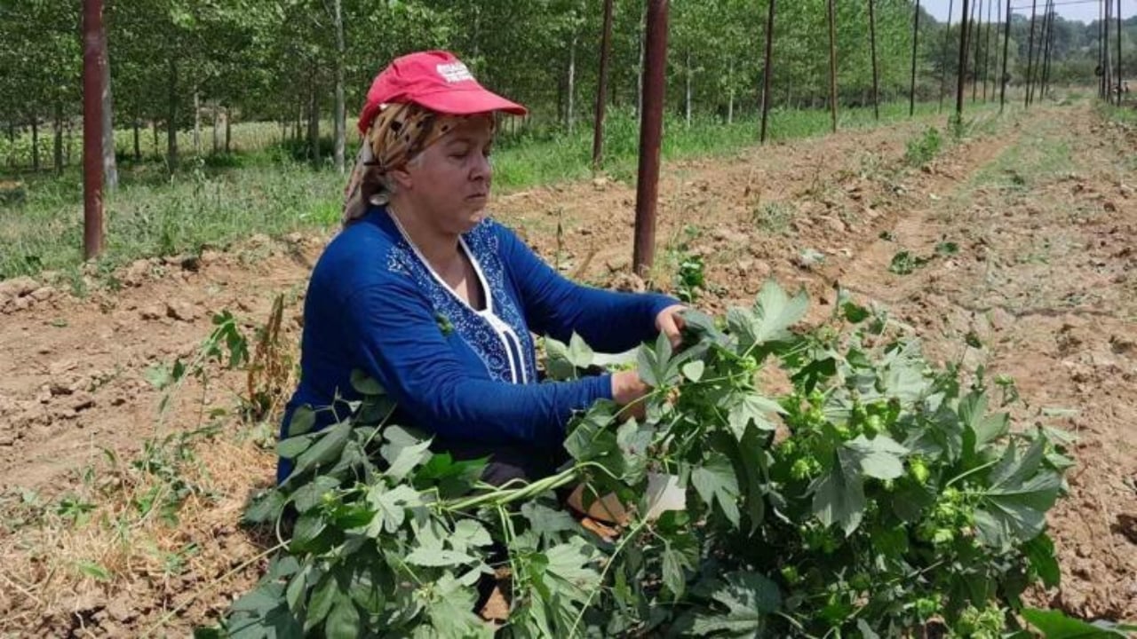 Türkiye’de tarlada bırakıp çöpe atıyoruz ama Avrupa’da kilosu 53 bin TL’den kapış kapış gidiyor: Mübarek adeta yeşil altın