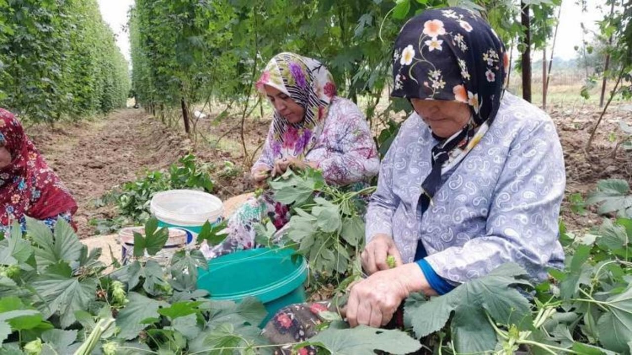Foto - Türkiye’de tarlada bırakıp çöpe atıyoruz ama Avrupa’da kilosu 53 bin TL’den kapış kapış gidiyor: Mübarek adeta yeşil altın