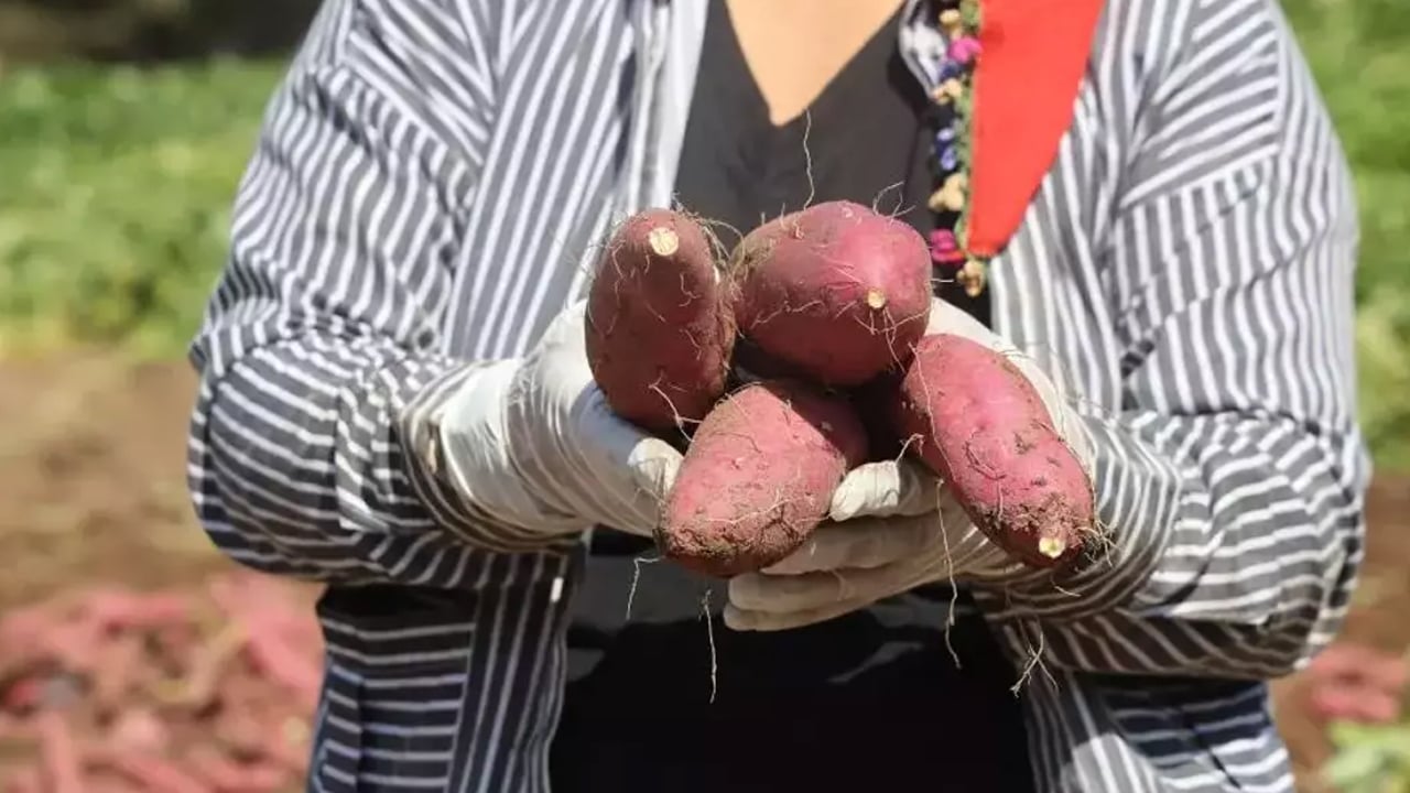 Foto - Türkiye'de tatlı patates hemen hemen herkesin mutfağına girdi! Fiyatı 35 lira! Alanya, Antalya, Adana'ya gönderiliyor