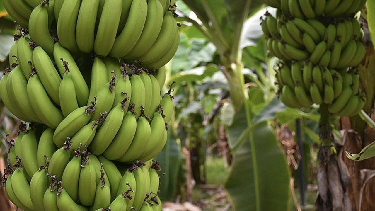 Foto - Türkiye'den görüp yapan Rusya resmen ihya oldu