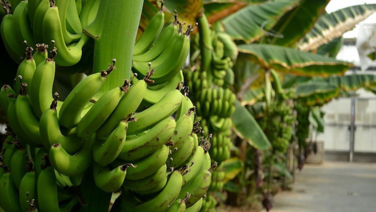 Foto - Türkiye'den görüp yapan Rusya resmen ihya oldu