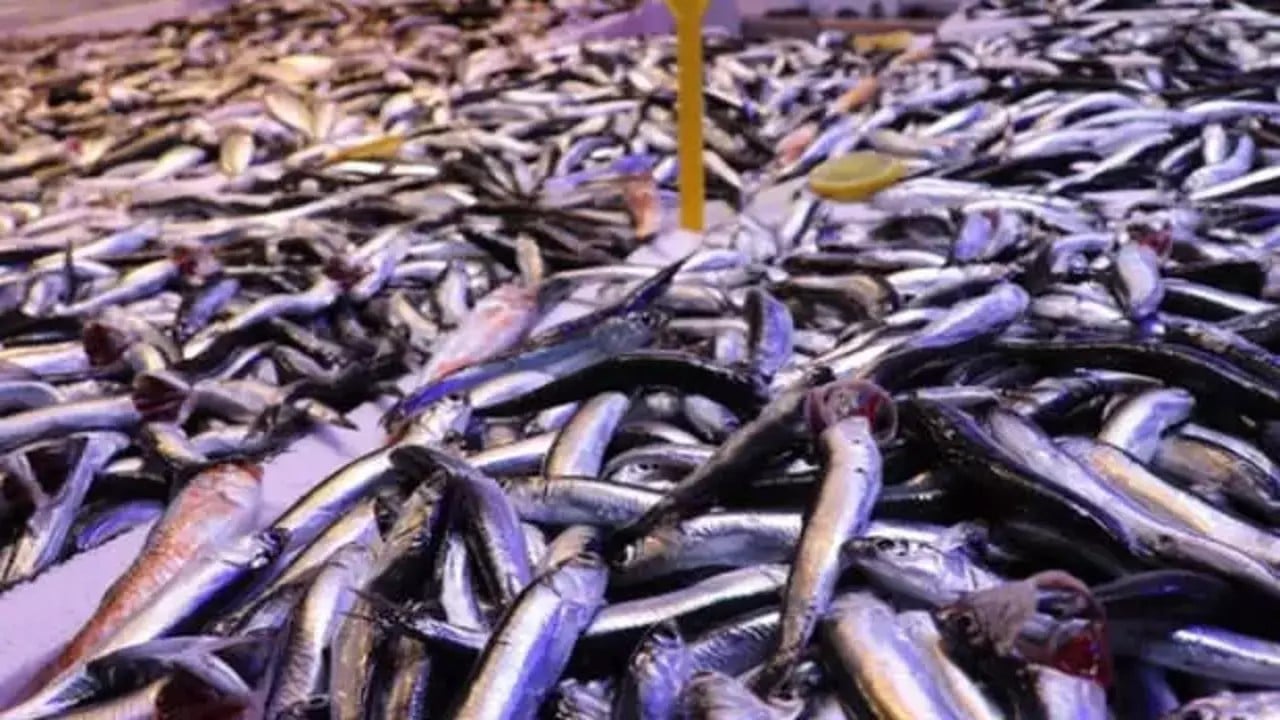 Foto - Türkiye'nin denizlerinden fışkırıyor! Ukrayna ve Almanya peşine düştü, 'ne var ne yok' gönderin diyor