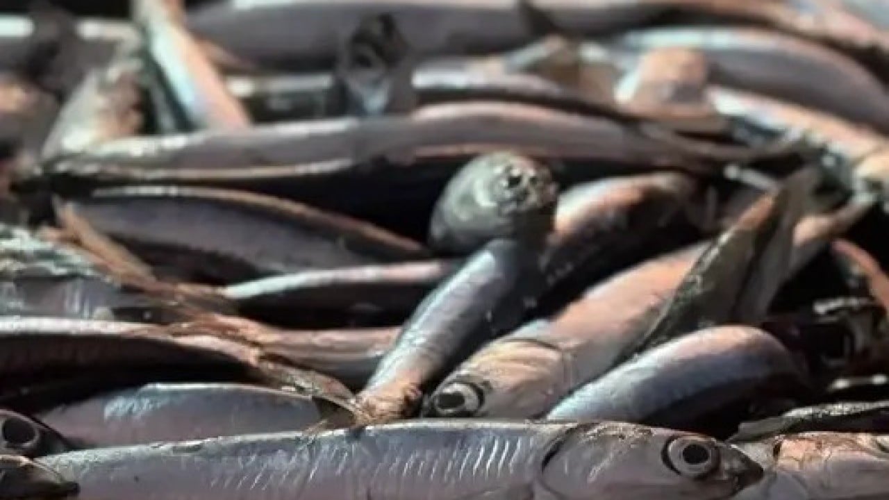 Foto - Türkiye'nin denizlerinden fışkırıyor! Ukrayna ve Almanya peşine düştü, 'ne var ne yok' gönderin diyor