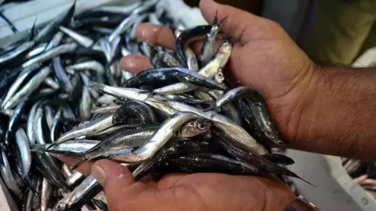 Foto - Türkiye'nin denizlerinden fışkırıyor! Ukrayna ve Almanya peşine düştü, 'ne var ne yok' gönderin diyor