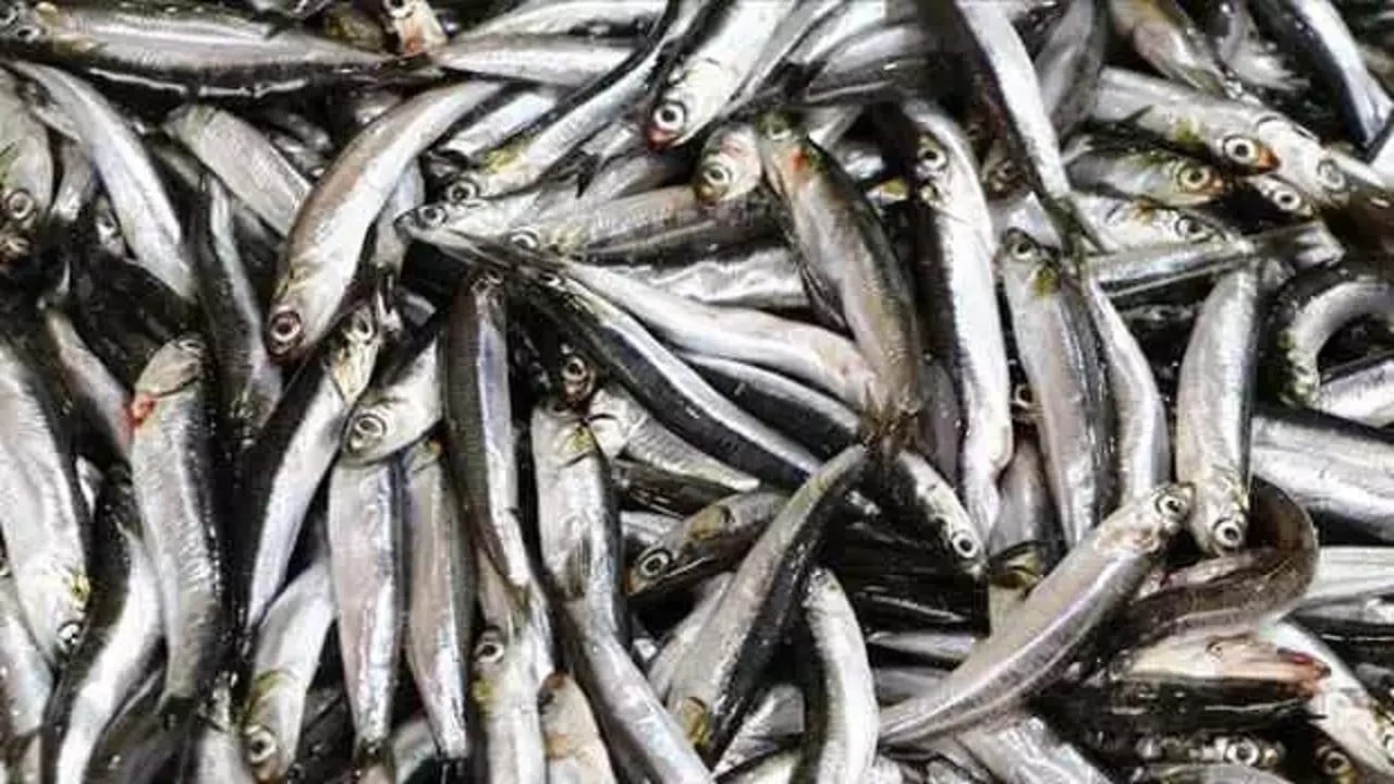 Foto - Türkiye'nin denizlerinden fışkırıyor! Ukrayna ve Almanya peşine düştü, 'ne var ne yok' gönderin diyor