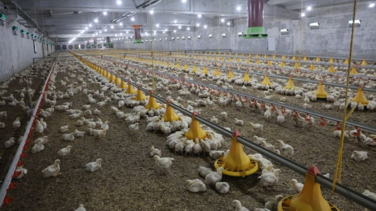 Foto - Türkiye’nin dev tavuk firmalarına kayyım atanmıştı! Yeni açıklama herkesi şaşırttı: Meğer iş bildiğimiz gibi değilmiş