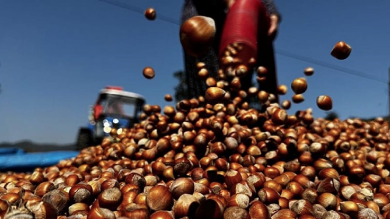 Foto - Türkiye'nin en önemli besini bakın en çok neye iyi geliyor! Kağıt kaleminizi hazırlayın... Not edin!