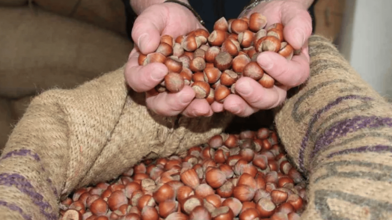 Foto - Türkiye'nin en önemli besini bakın en çok neye iyi geliyor! Kağıt kaleminizi hazırlayın... Not edin!
