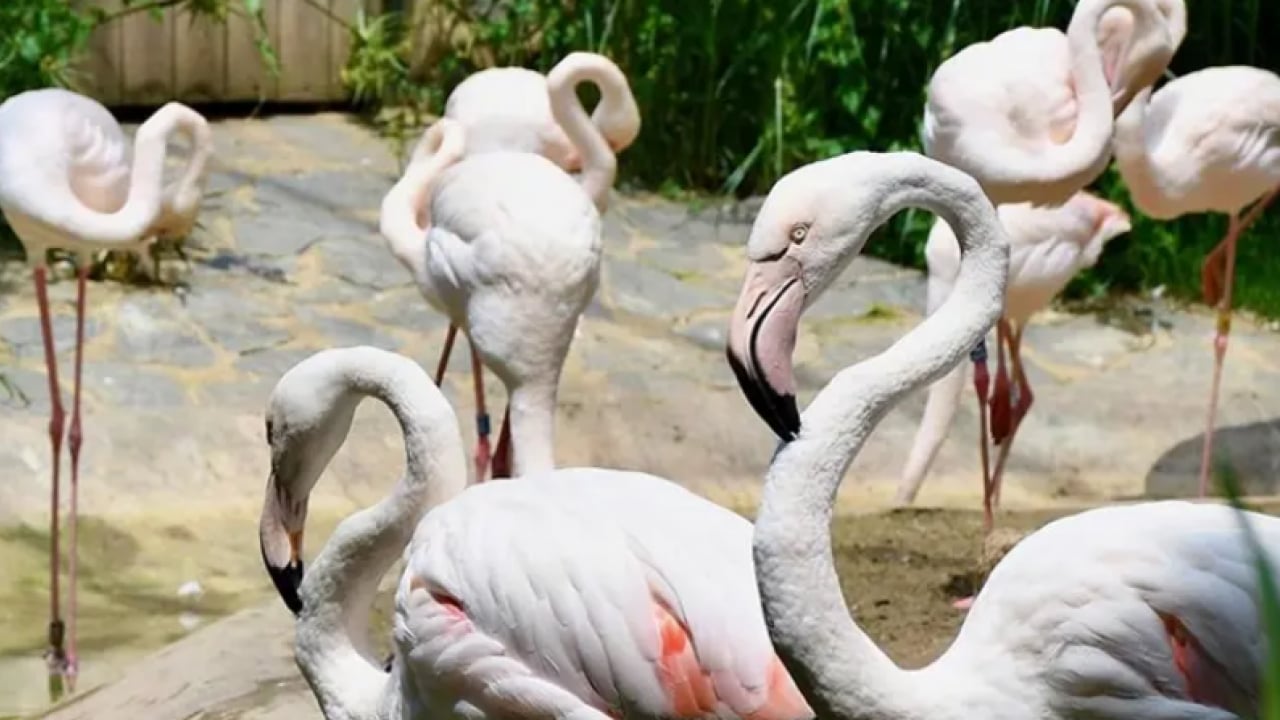 Foto - Türkiye’nin en ünlü hayvanat bahçesi kapatıldı