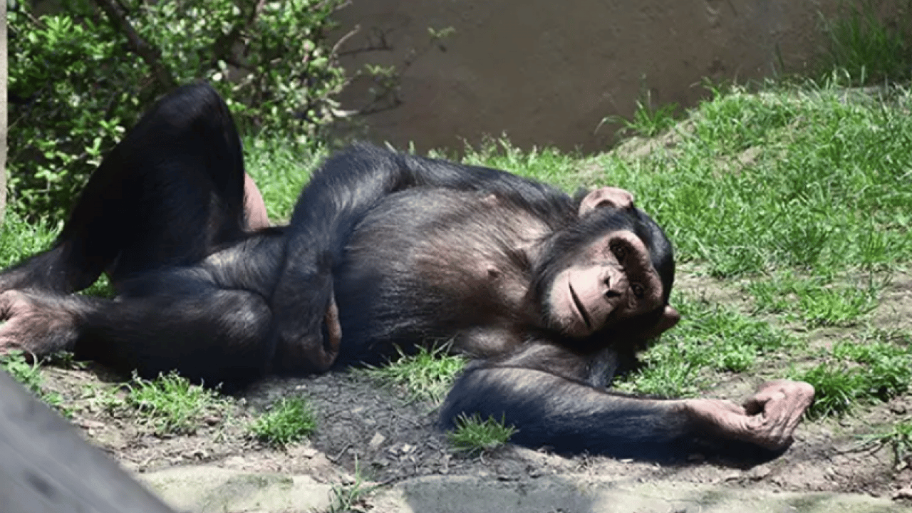 Foto - Türkiye’nin en ünlü hayvanat bahçesi kapatıldı
