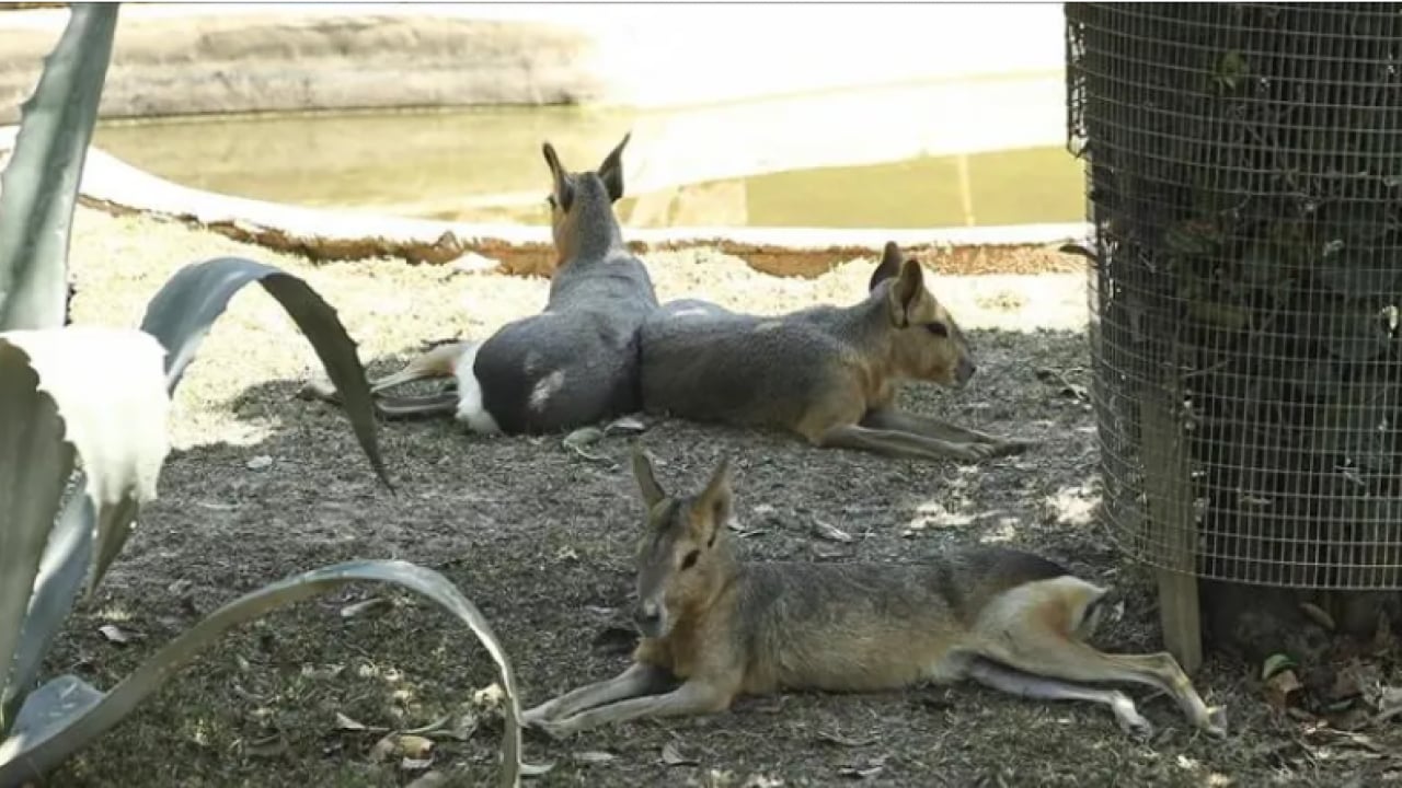 Foto - Türkiye’nin en ünlü hayvanat bahçesi kapatıldı