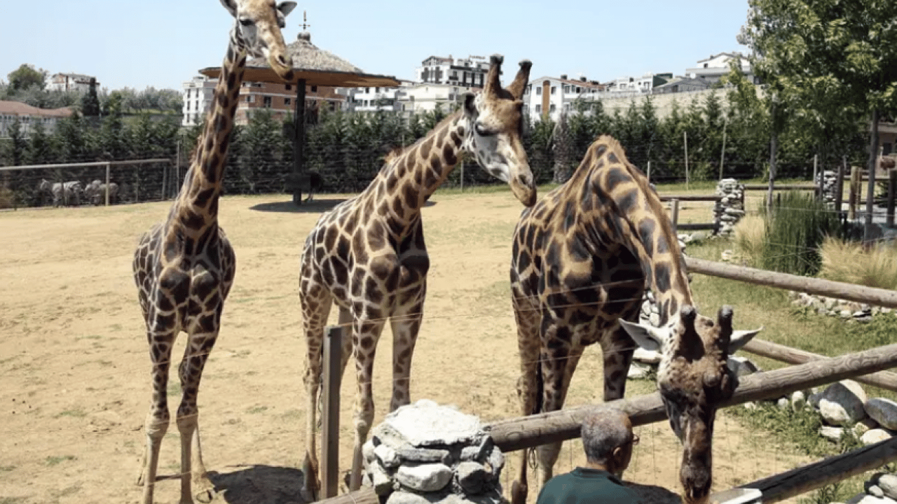 Türkiye’nin en ünlü hayvanat bahçesi kapatıldı