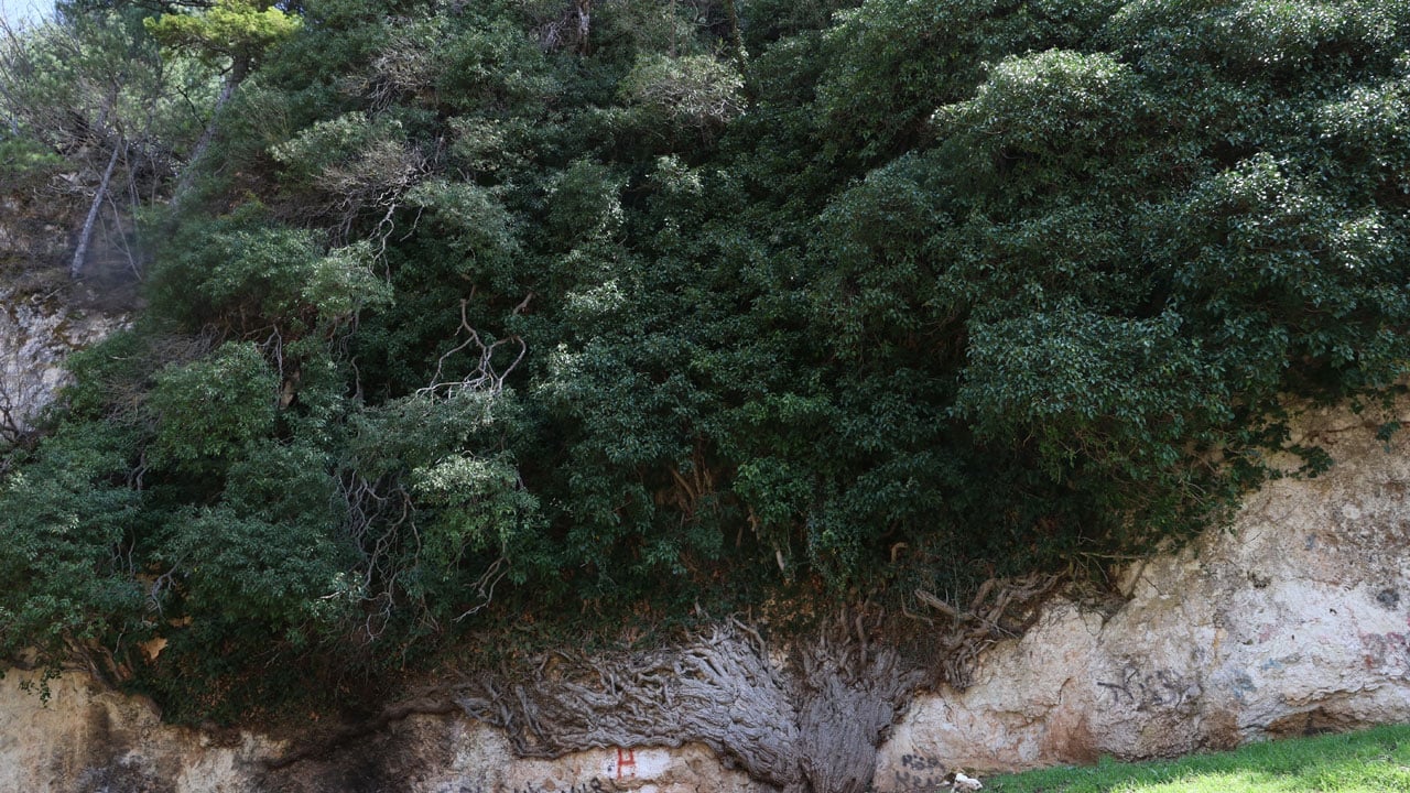 Foto - Türkiye'nin en yaşlı ikinci canlısı! 4 bin yıllık sarmaşık görenleri hayran bırakıyor