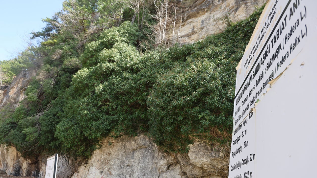 Türkiye'nin en yaşlı ikinci canlısı! 4 bin yıllık sarmaşık görenleri hayran bırakıyor
