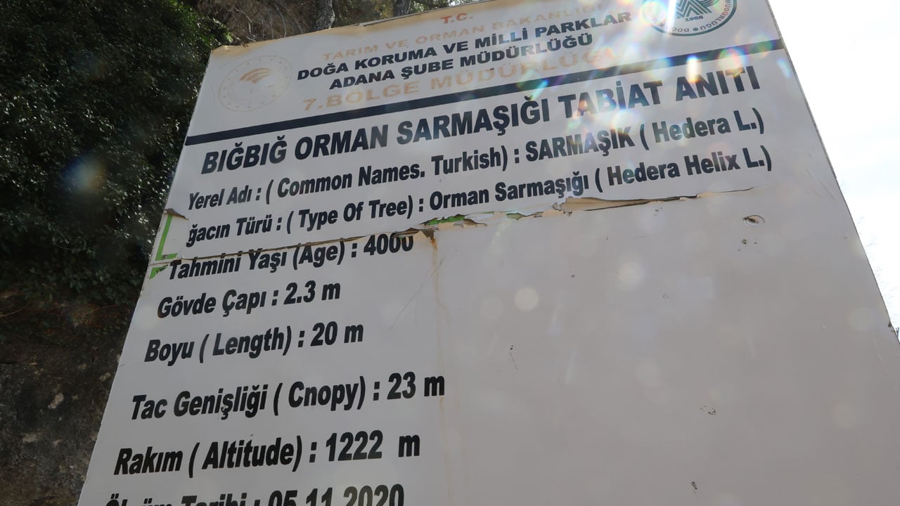 Foto - Türkiye'nin en yaşlı ikinci canlısı! 4 bin yıllık sarmaşık görenleri hayran bırakıyor