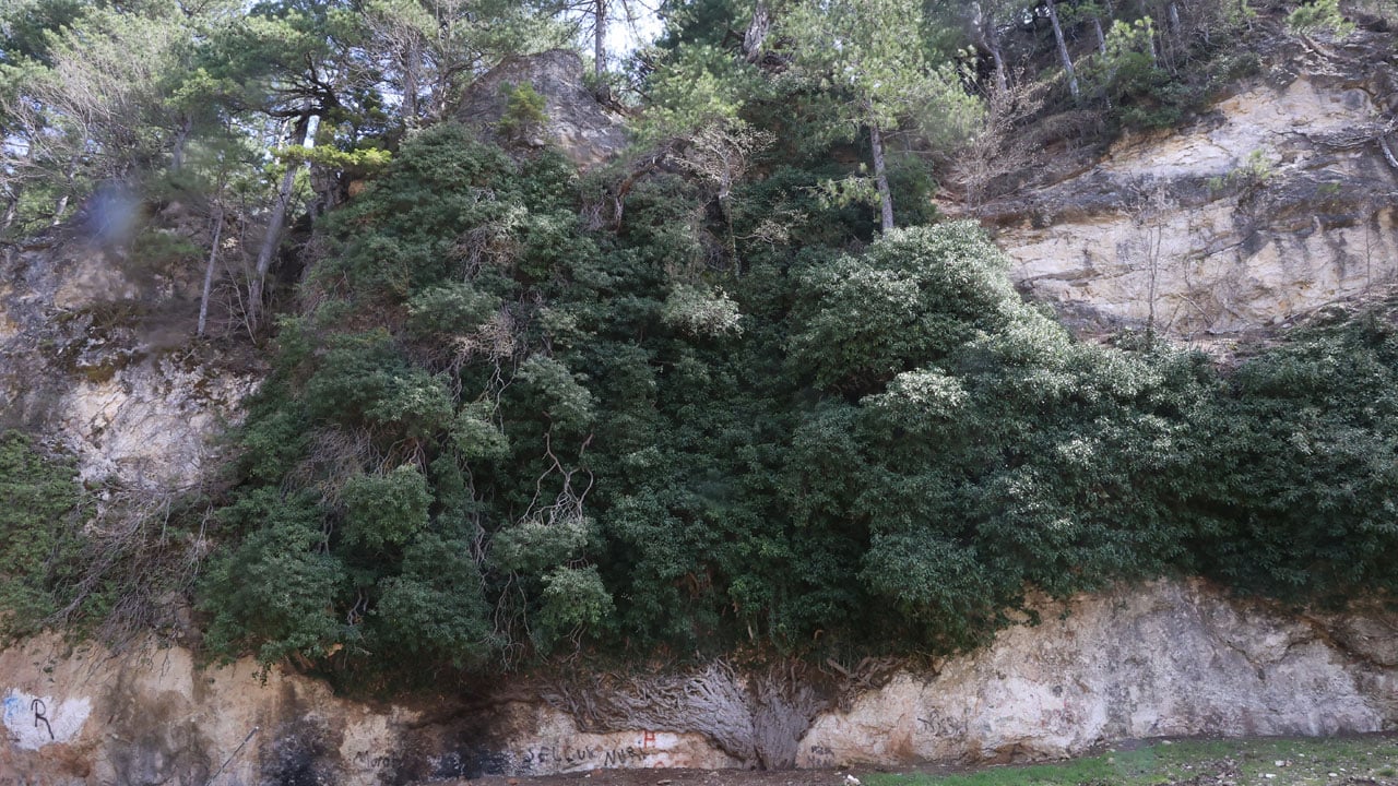 Foto - Türkiye'nin en yaşlı ikinci canlısı! 4 bin yıllık sarmaşık görenleri hayran bırakıyor