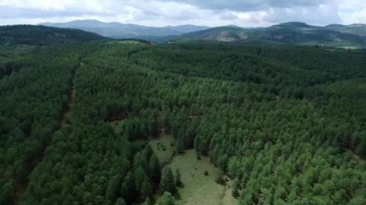 Foto - Türkiye'nin en yeşil ili belli oldu! Trabzon bu defa şaşırttı!