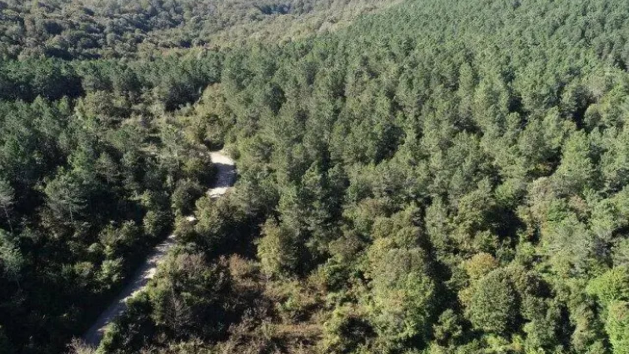 Foto - Türkiye'nin en yeşil ili belli oldu! Trabzon bu defa şaşırttı!