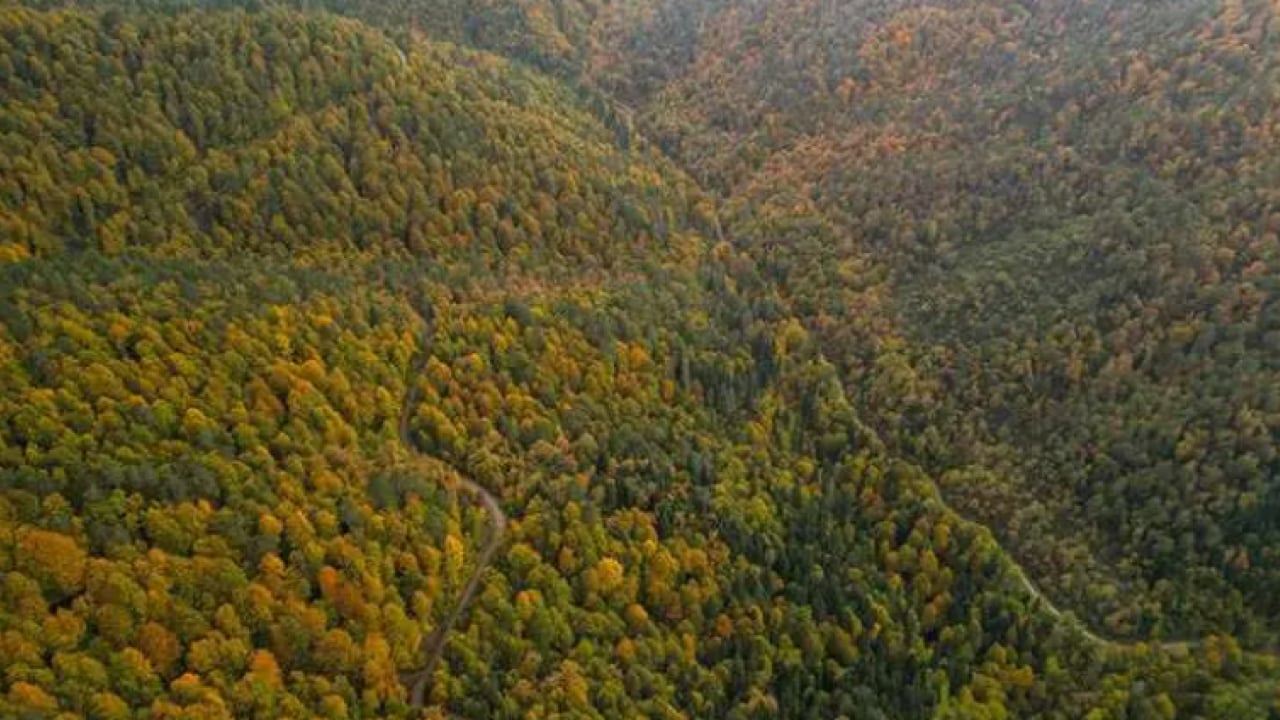 Foto - Türkiye'nin en yeşil ili belli oldu! Trabzon bu defa şaşırttı!