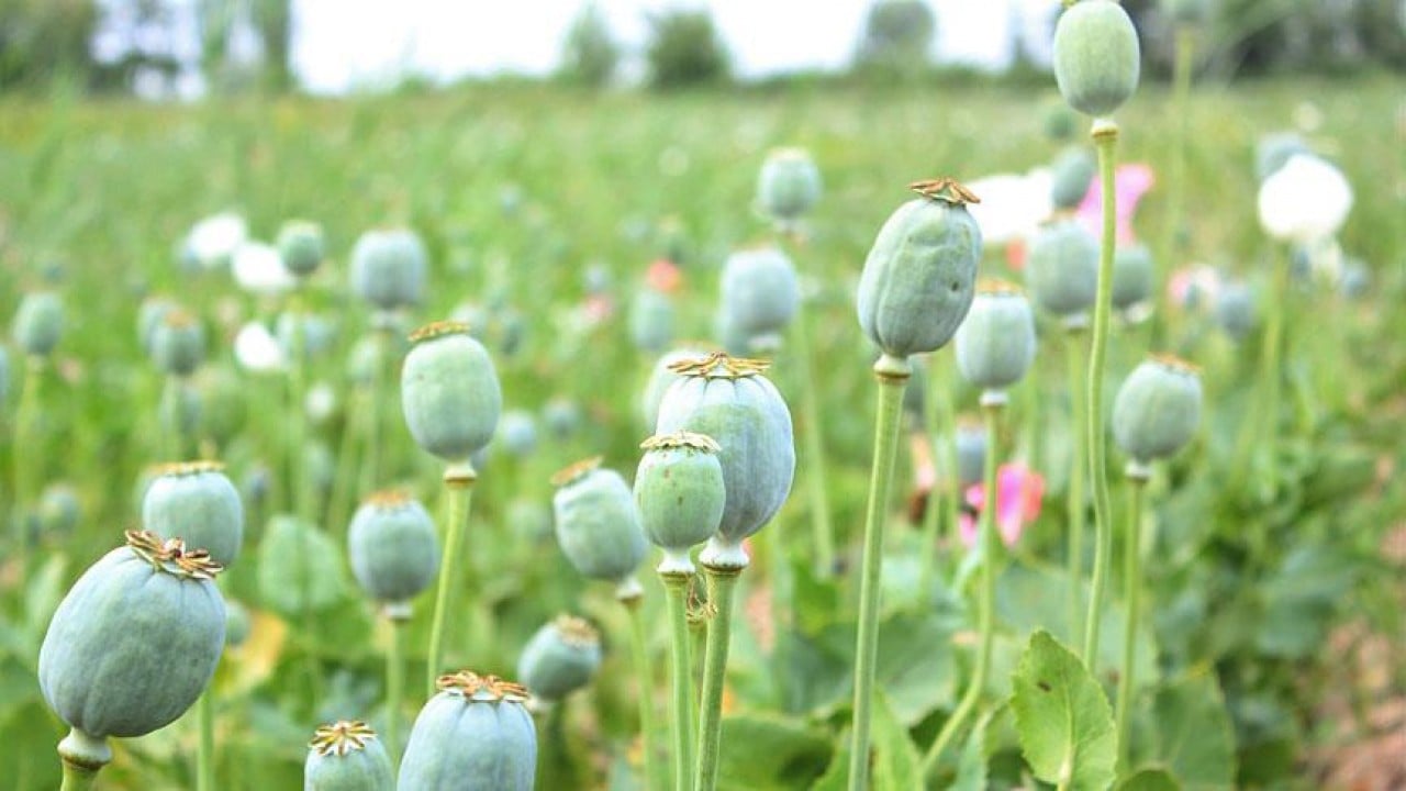 Foto - Türkiye'nin hamlesi Afganistan'ı rahatsız etti: Gerçek durumdan habersizler