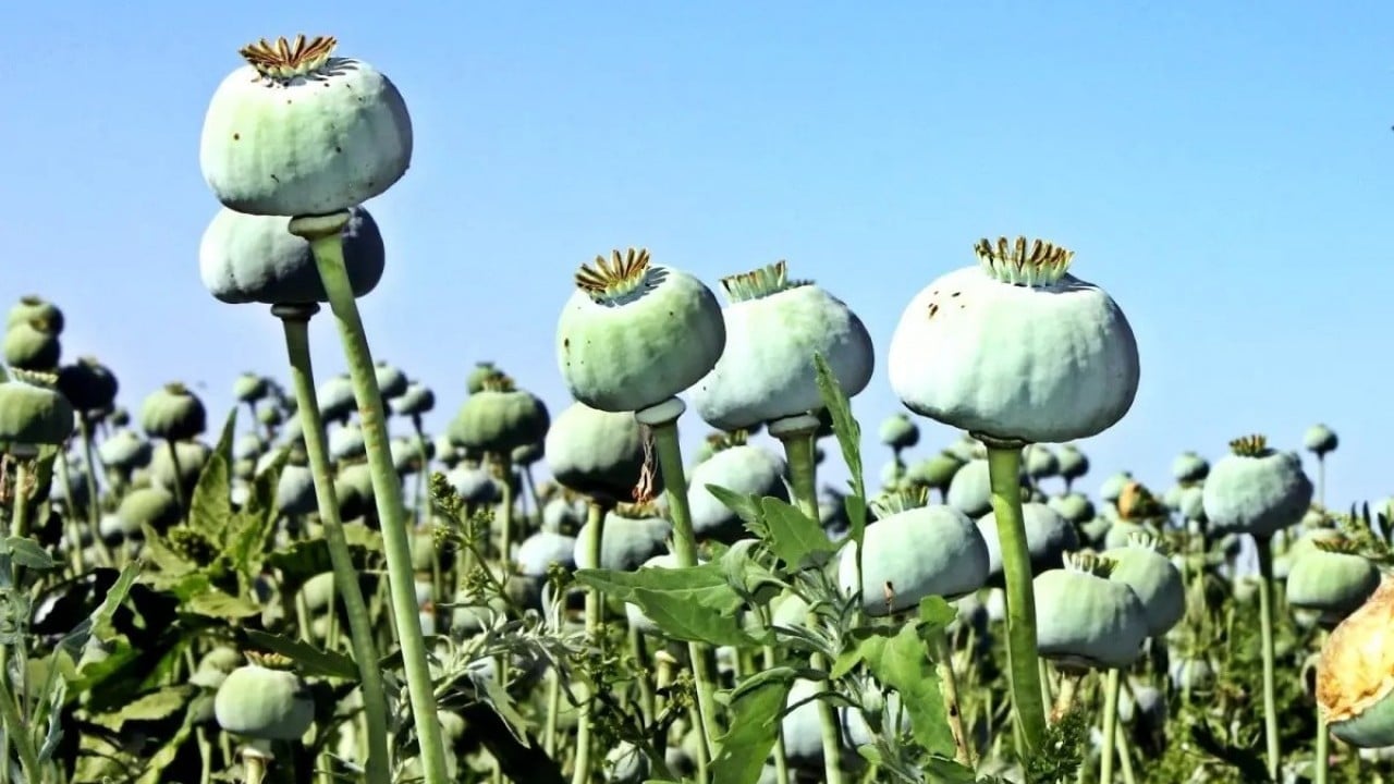 Foto - Türkiye'nin hamlesi Afganistan'ı rahatsız etti: Gerçek durumdan habersizler