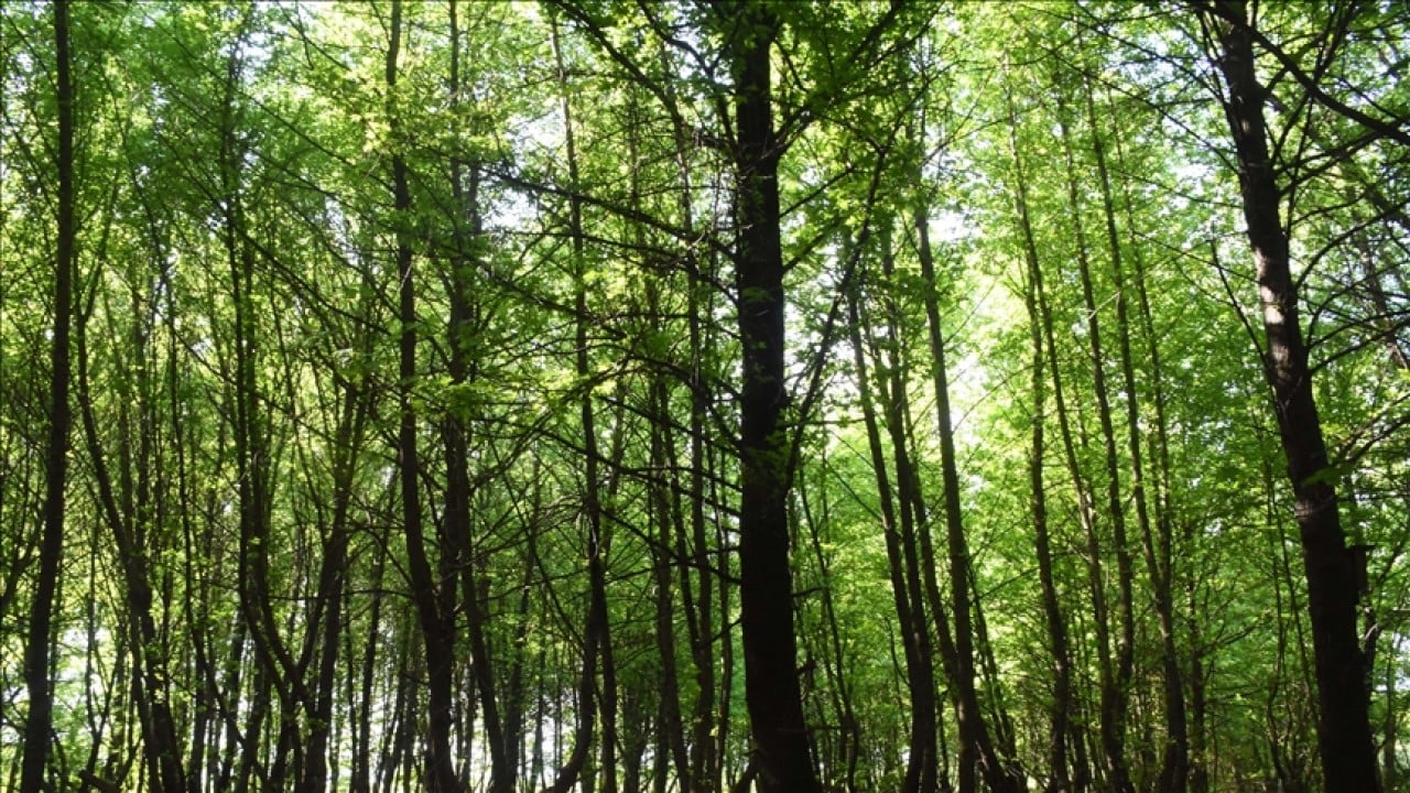 Foto - Türkiye’nin ormanlar için yaptığı harcama miktarı belli oldu