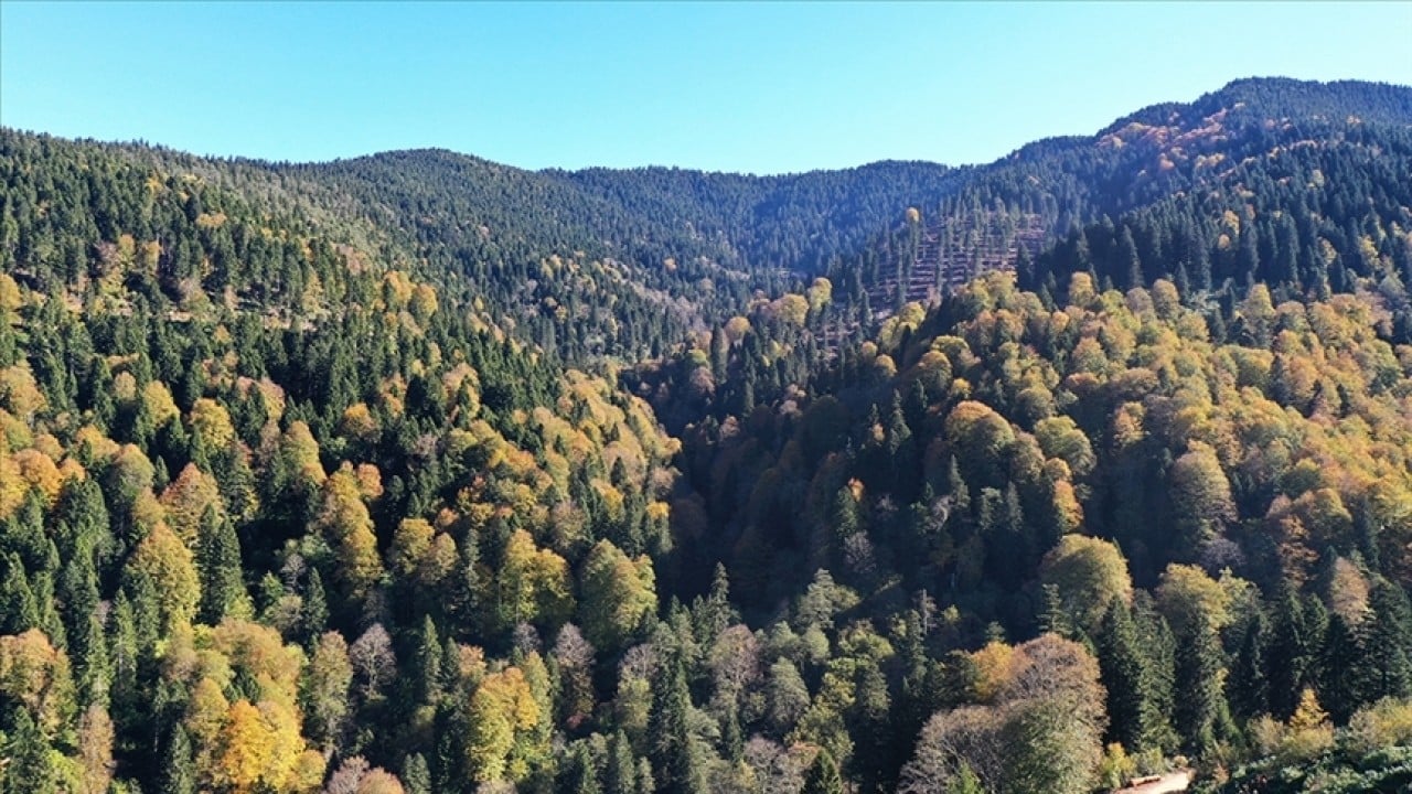Foto - Türkiye’nin ormanlar için yaptığı harcama miktarı belli oldu