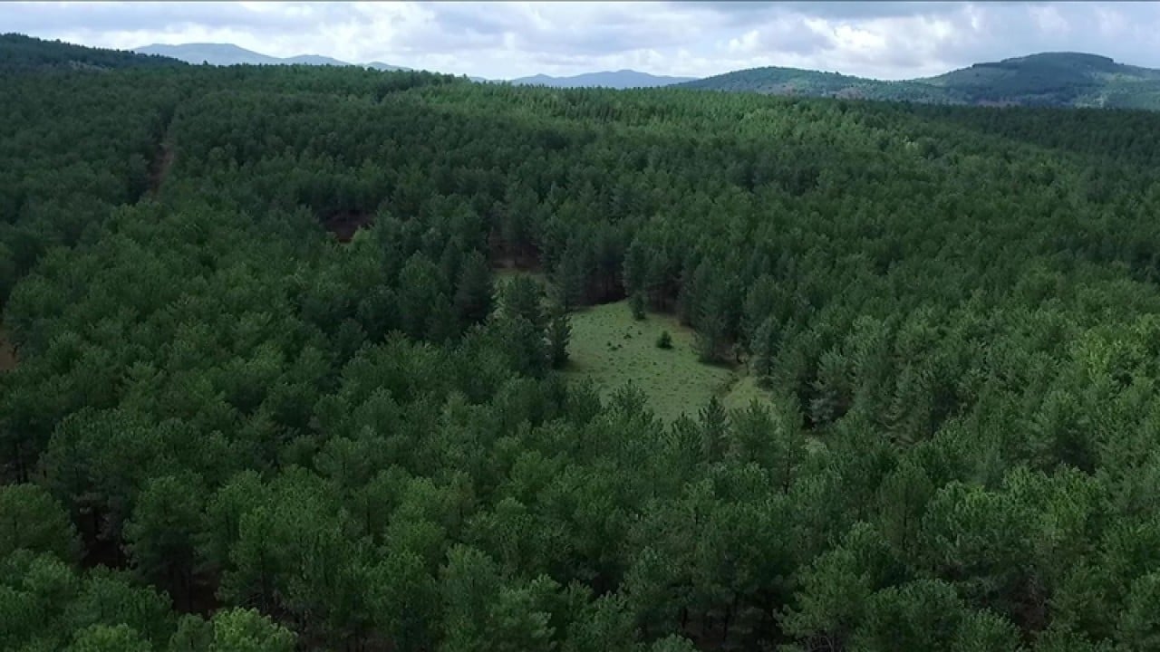 Foto - Türkiye’nin ormanlar için yaptığı harcama miktarı belli oldu